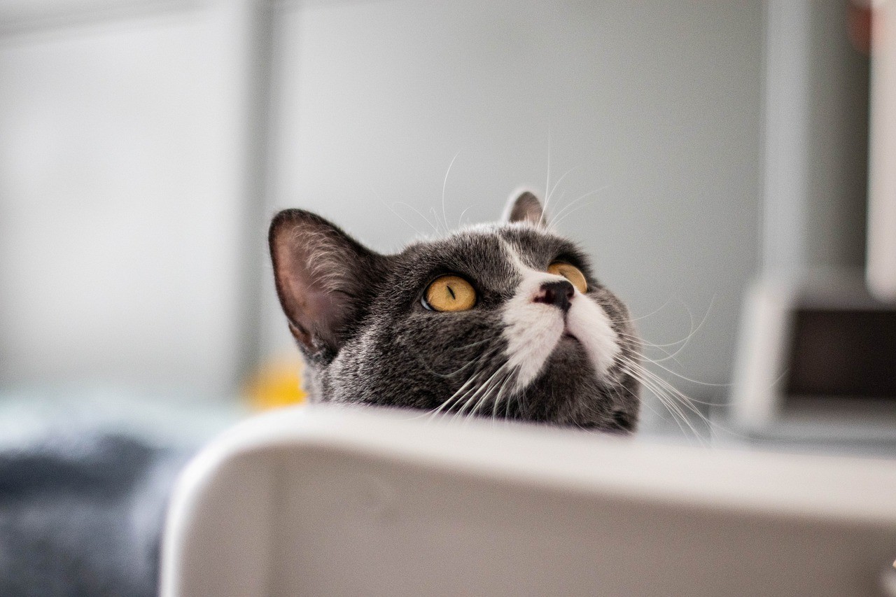 composition croquette chat japhy