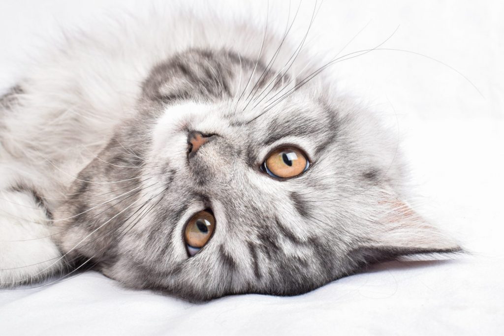 A large portrait of a British shorthair cat. Exhibition of pedigreed cats. A postcard with a cat.