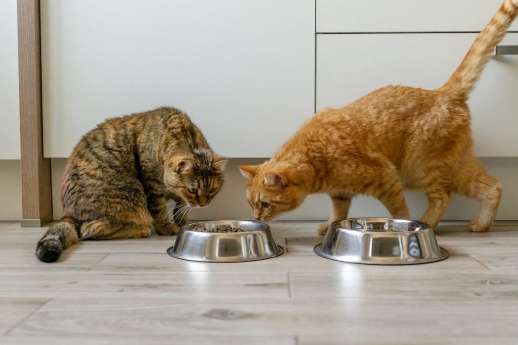 Cats near bowls of dry cat food.