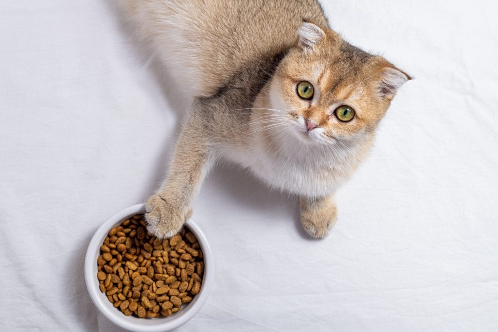 Cute cat looking on white background with cat food bowl. Cute kitten put paw on bowl of feline food