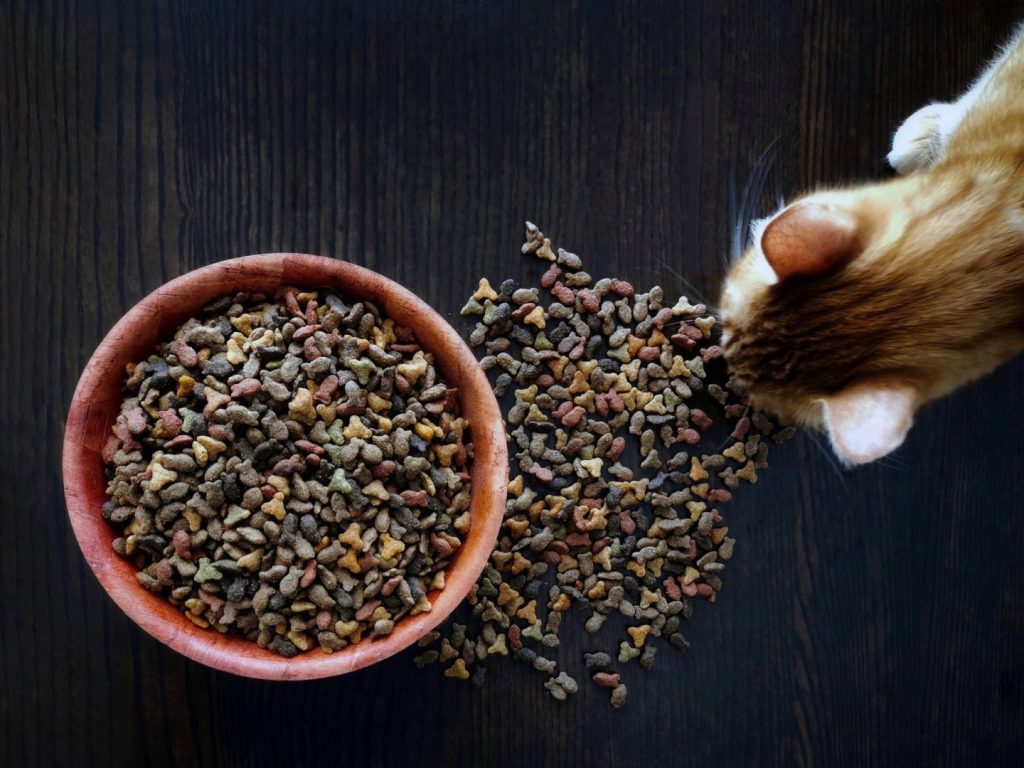 Ginger cat eating dry cat food. Flay lay top view photo.