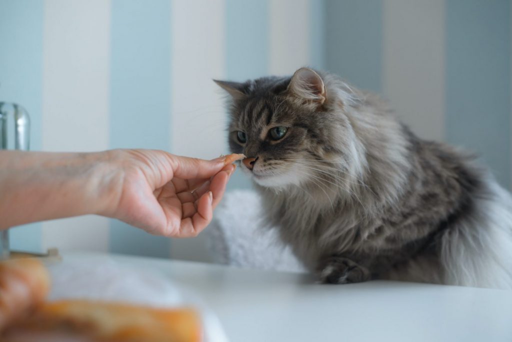 Gray, fluffy cat reaches for food standing on the table in the kitchen. Mistress hand feeding a cat