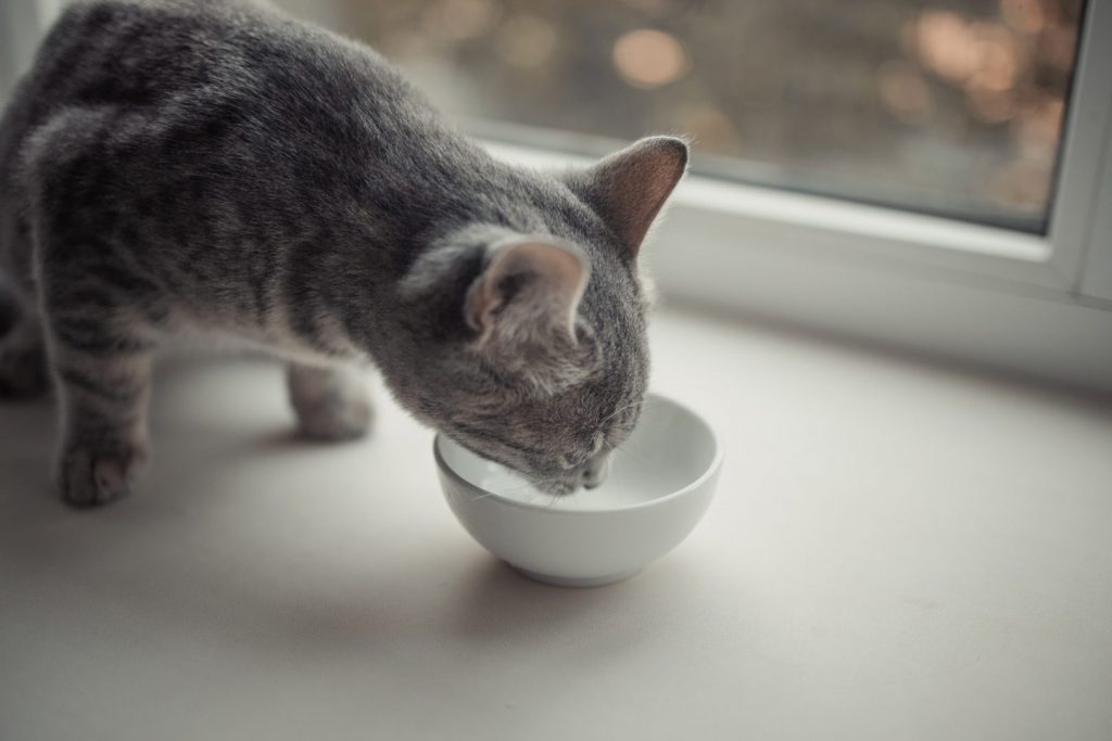 Tabby cat eating canned cat food from white ceramic plate placed