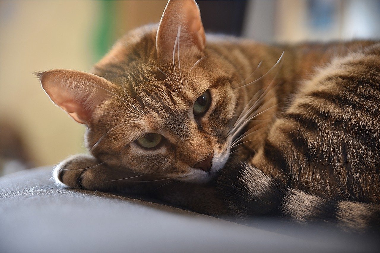 Croquette chat : L’alimentation idéale pour votre animal de compagnie